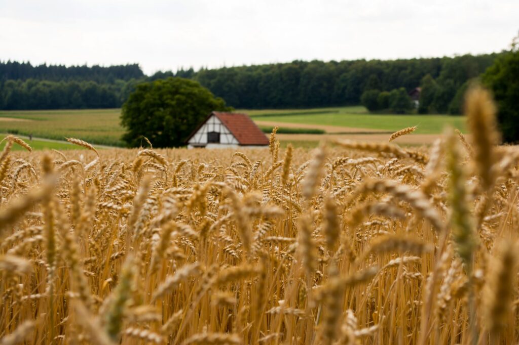 wheat field with barn