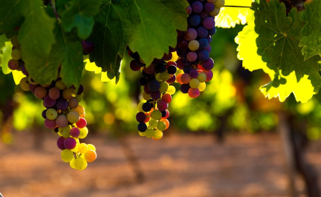 grape clusters