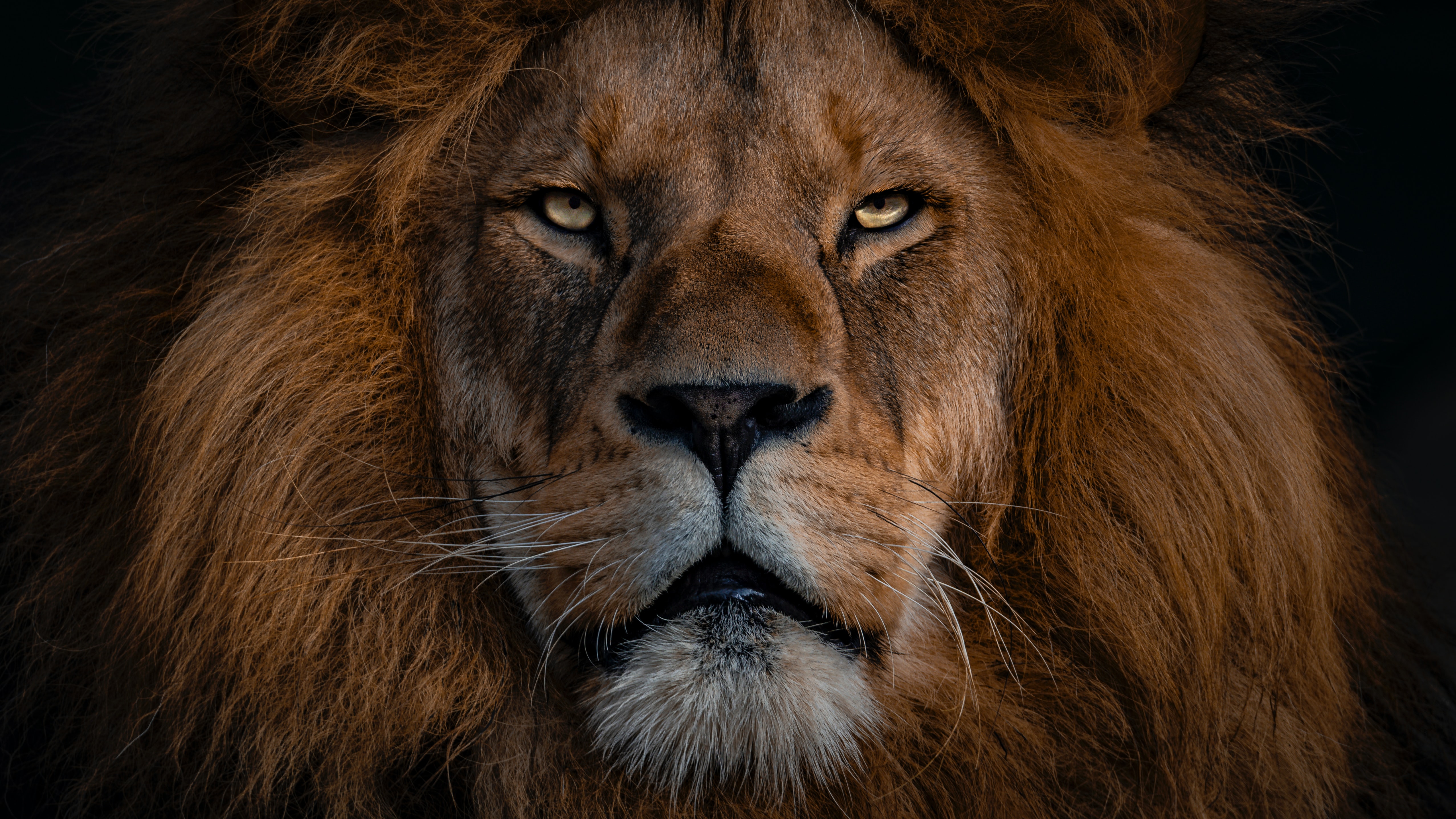 closeup of a male lion's face